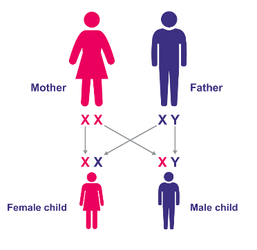 Graphic depiction of genetics showing chromosome inheritance from mother and father to daughter and son